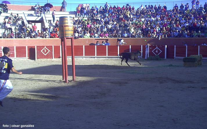 foto de los novillos